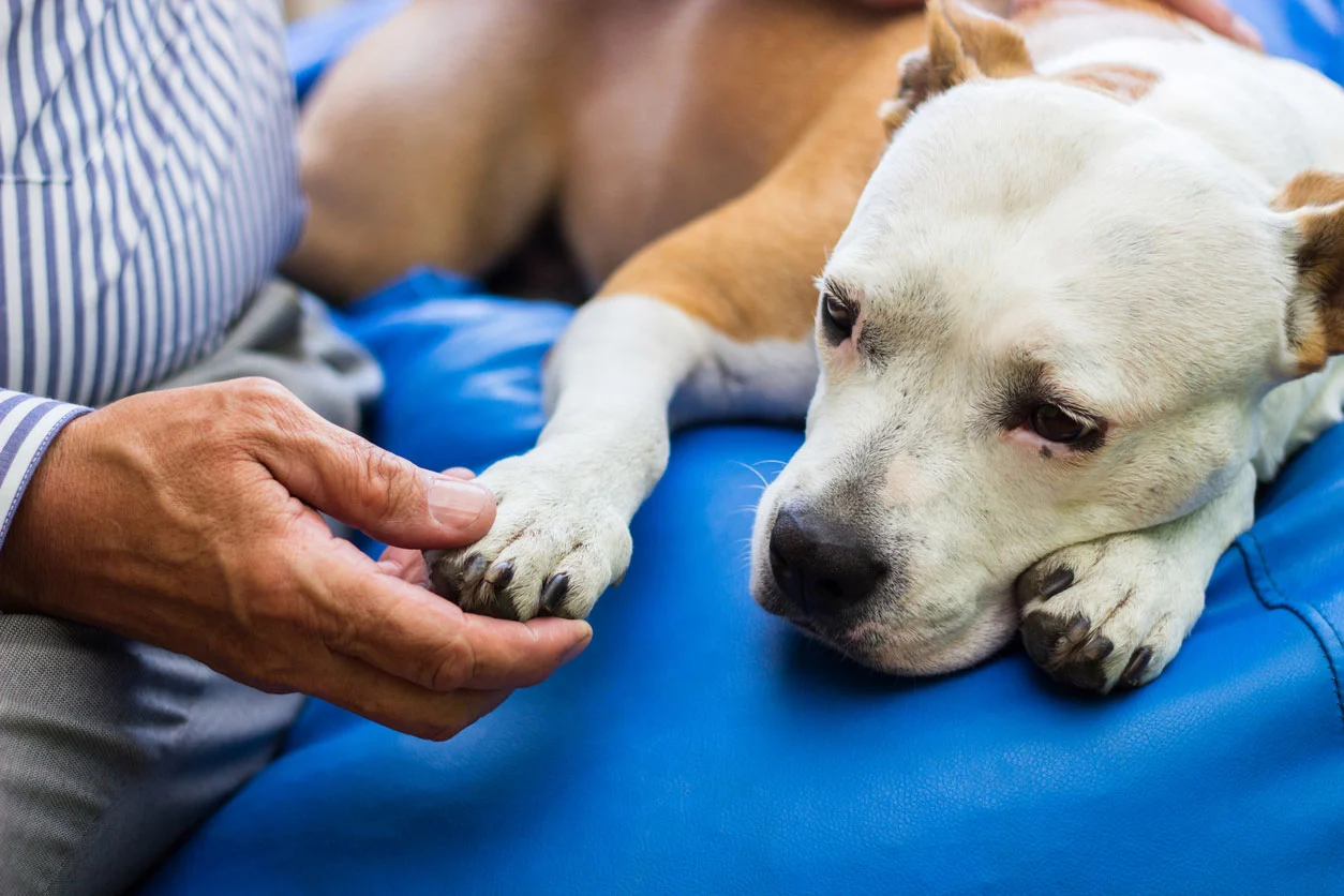 How at-Home Euthanasia Can Help Pets